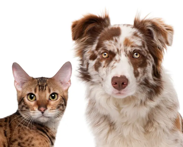 bordercollie_og_katt hud og katt