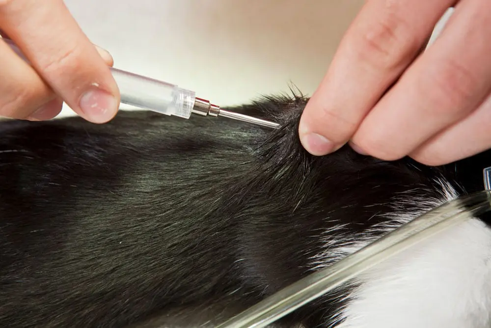 ID-merking av katt med microchip