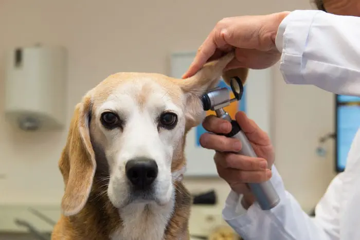 helsesjekk-hund helsekontroll av hund