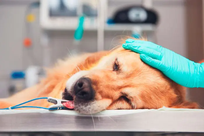 operasjon-av-hund operasjon av hund