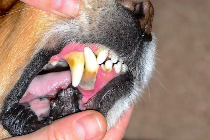 tannkjøttbetennelse hos hund