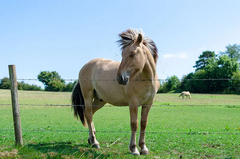 hest-hjemmebesok hest hjemmebesok