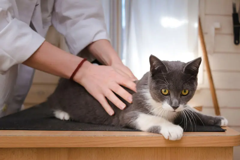 kiropraktikk-katt-nes-dyreklinikk kiropraktikk katt nes dyreklinikk