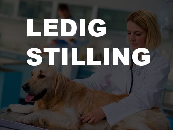 ledig stilling
