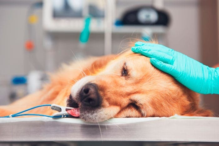 operasjon av hund
